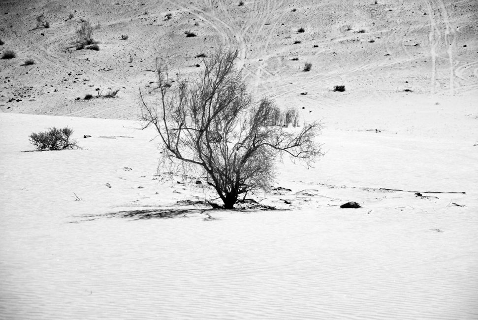 arbre ensablé