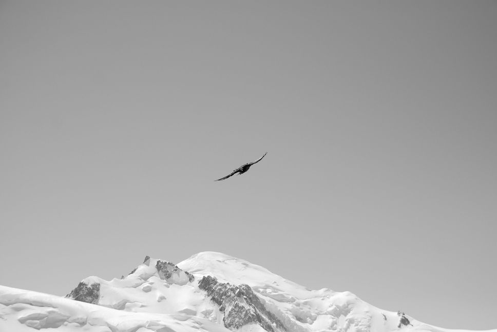 bird
