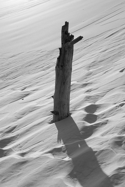 dead tree