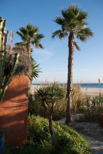 tarifa tree